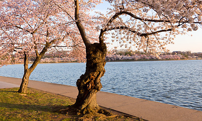 Image showing Cherry Blossom Trees by Tidal Basin