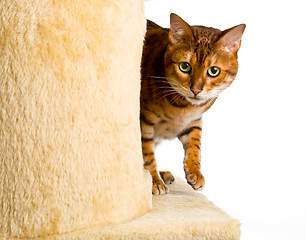 Image showing Bengal kitten creeps round corner of climbing frame