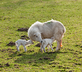 Image showing New born lamb twins with mother