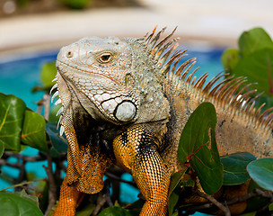 Image showing Eye of Iguana