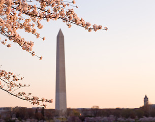 Image showing Cherry Blossom and Washington Monument