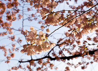 Image showing Cherry Blossom Trees by Tidal Basin