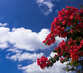 Image showing Bougainvillea against deep blue sky