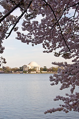 Image showing Jefferson Memorial framed by Cherry Blossom over Tidal Basin