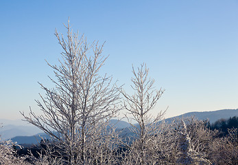 Image showing Bare trees covered in snow on skyline