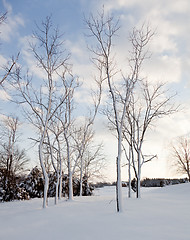 Image showing Snow sticking to sides of tree trunks after storm