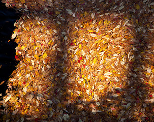 Image showing Fall leaves in river