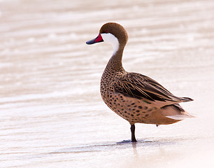 Image showing Bahama duck on sandy beach