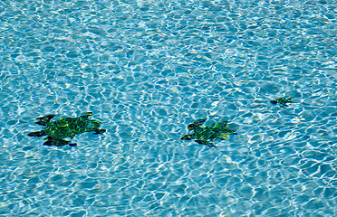 Image showing Three turtles on floor of pool