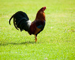 Image showing Bright wild cockerel