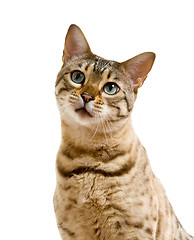 Image showing Bengal cat looking with pleading stare