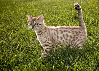 Image showing Bengal Kitten smiling