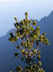 Image showing Leaves frame Na Pali Coast