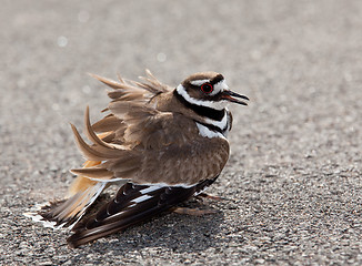 Image showing Killdeer bird warding off danger