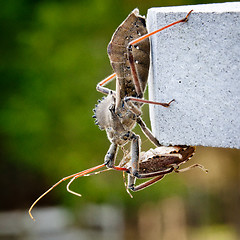 Image showing Assassin bug kills Shield bug