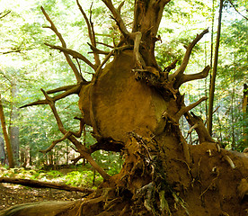 Image showing Boulder trapped in roots