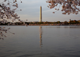 Image showing Washington Monument with Cherry Blossoms