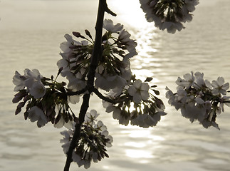 Image showing SIngle blooms of cherry blossom