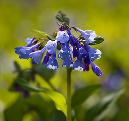 Image showing Close up of bluebells in April