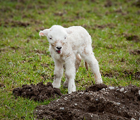 Image showing Single new born lamb