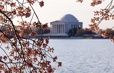 Image showing Cherry Blossom and Jefferson Memorial