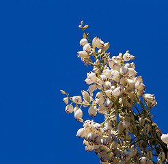 Image showing Mojave Yucca blossoms against blue sky