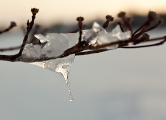 Image showing Ornate icicle dripping from a tree branch