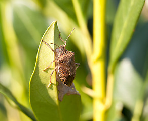 Image showing Stink bug eating leaf