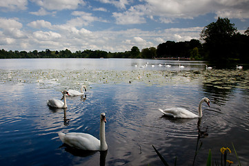 Image showing Swans in foreground at Ellesmere Lake