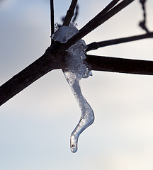Image showing Ornate icicle dripping from a tree branch