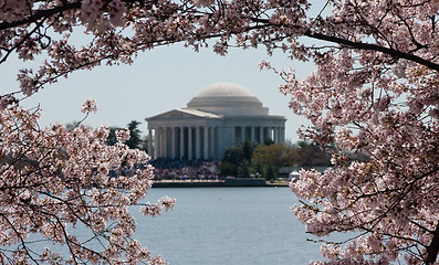 Image showing Jefferson Memorial framed by cherry blossoms
