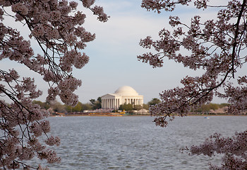 Image showing Jefferson Memorial behind cherry blossom