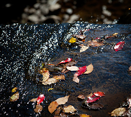 Image showing Autumn leaves in river