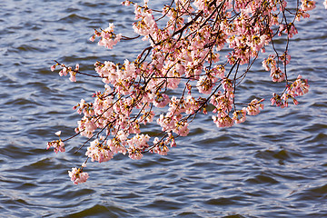 Image showing Cherry Blossom Trees by Tidal Basin