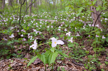 Image showing Mauve trilliums in forest