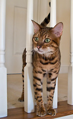 Image showing Bengal Cat on stairs