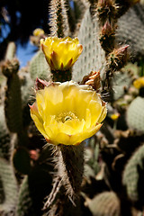 Image showing Prickly pear cactus blossoms