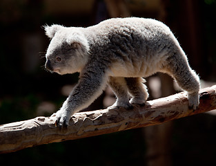 Image showing Koala Bearwalking along branch