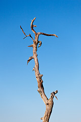 Image showing Old trunk of tree