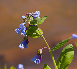 Image showing Close up of bluebells in April