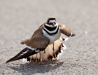 Image showing Killdeer bird warding off danger