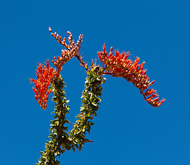 Image showing Crimson flowers of the Ocotillo cactus