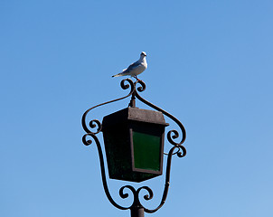 Image showing Seagull on lamp