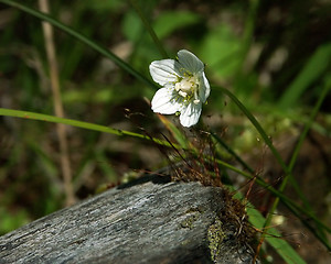 Image showing wildflower