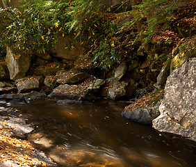 Image showing Autumn leaves in river