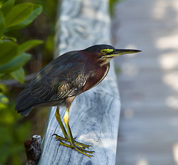 Image showing Green Heron on fence