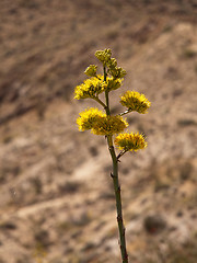 Image showing Century plants bloom in desert