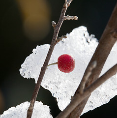 Image showing Red berry against a ice crystals