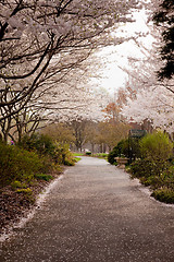 Image showing Cherry blossom petals fall on path