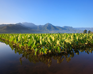 Image showing Taro plants at Hanalei